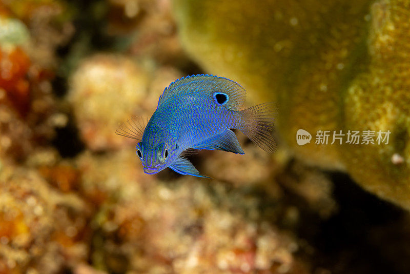 长崎少女鱼(Pomacentrus nagasakiensis)幼鱼，Triton湾，西巴布亚省，印度尼西亚